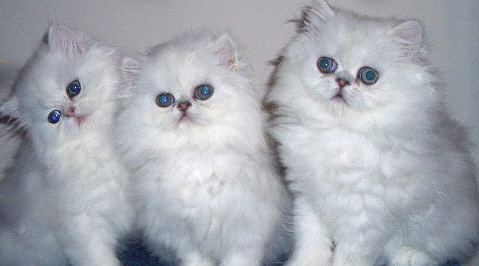 kitten